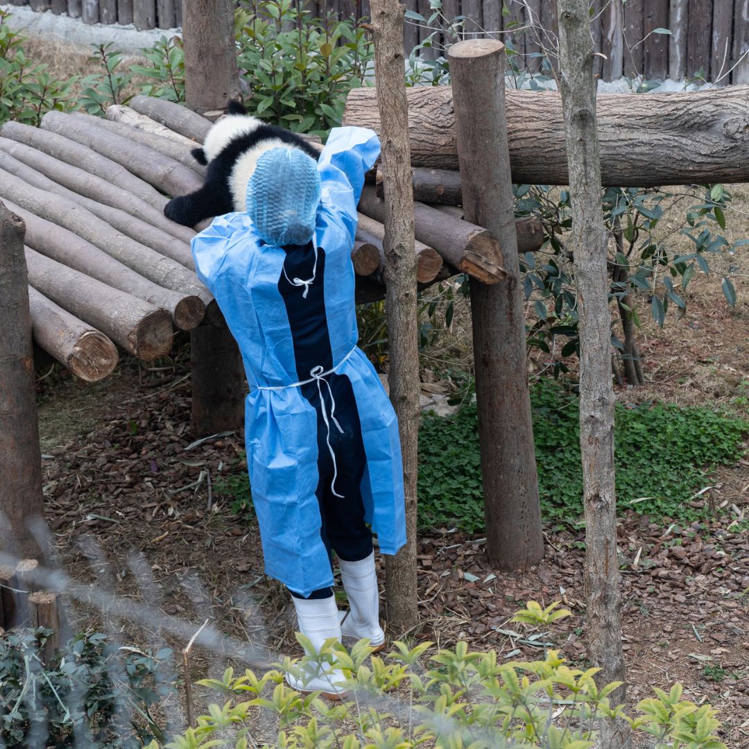The Chengdu Panda Base
