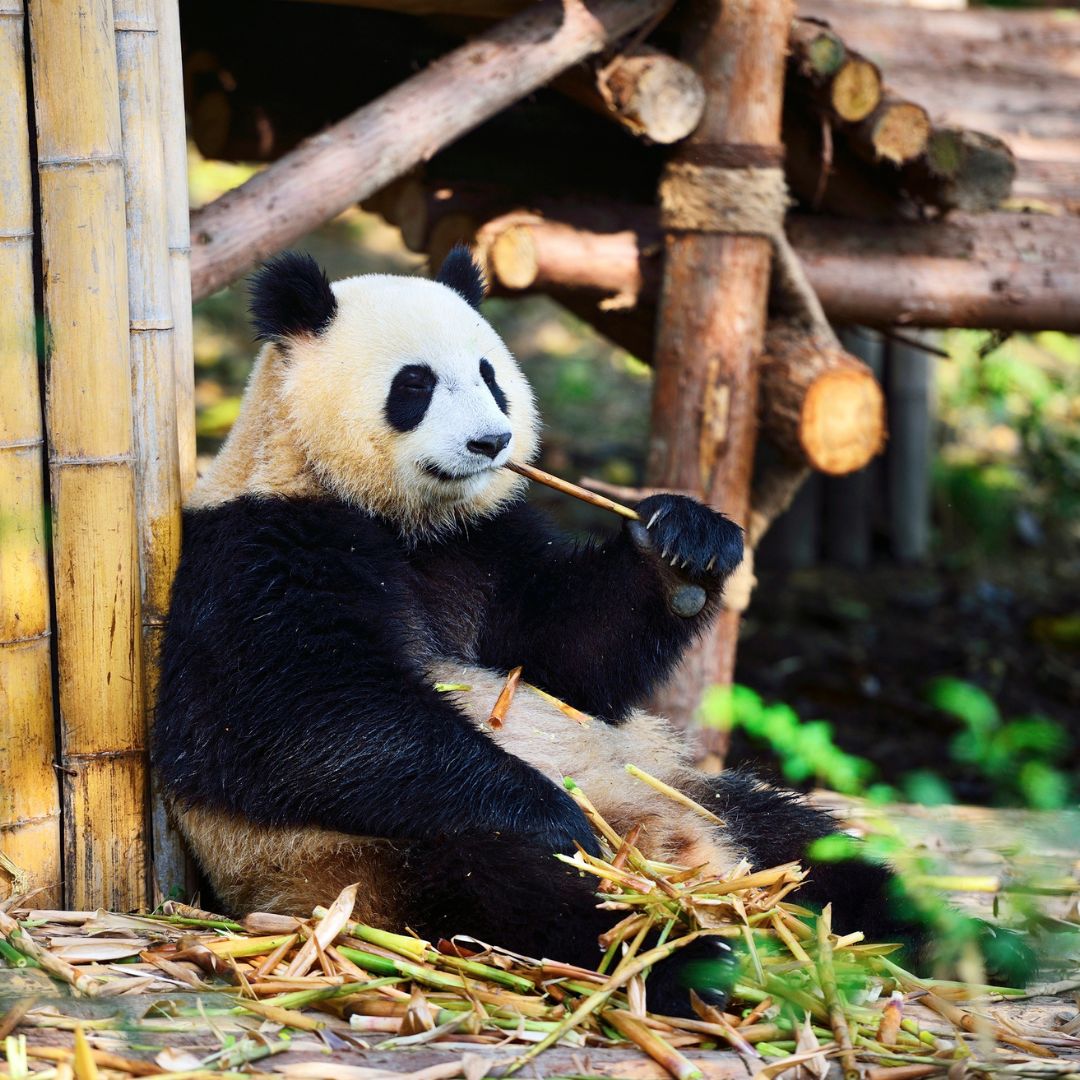 Chengdu Panda Base