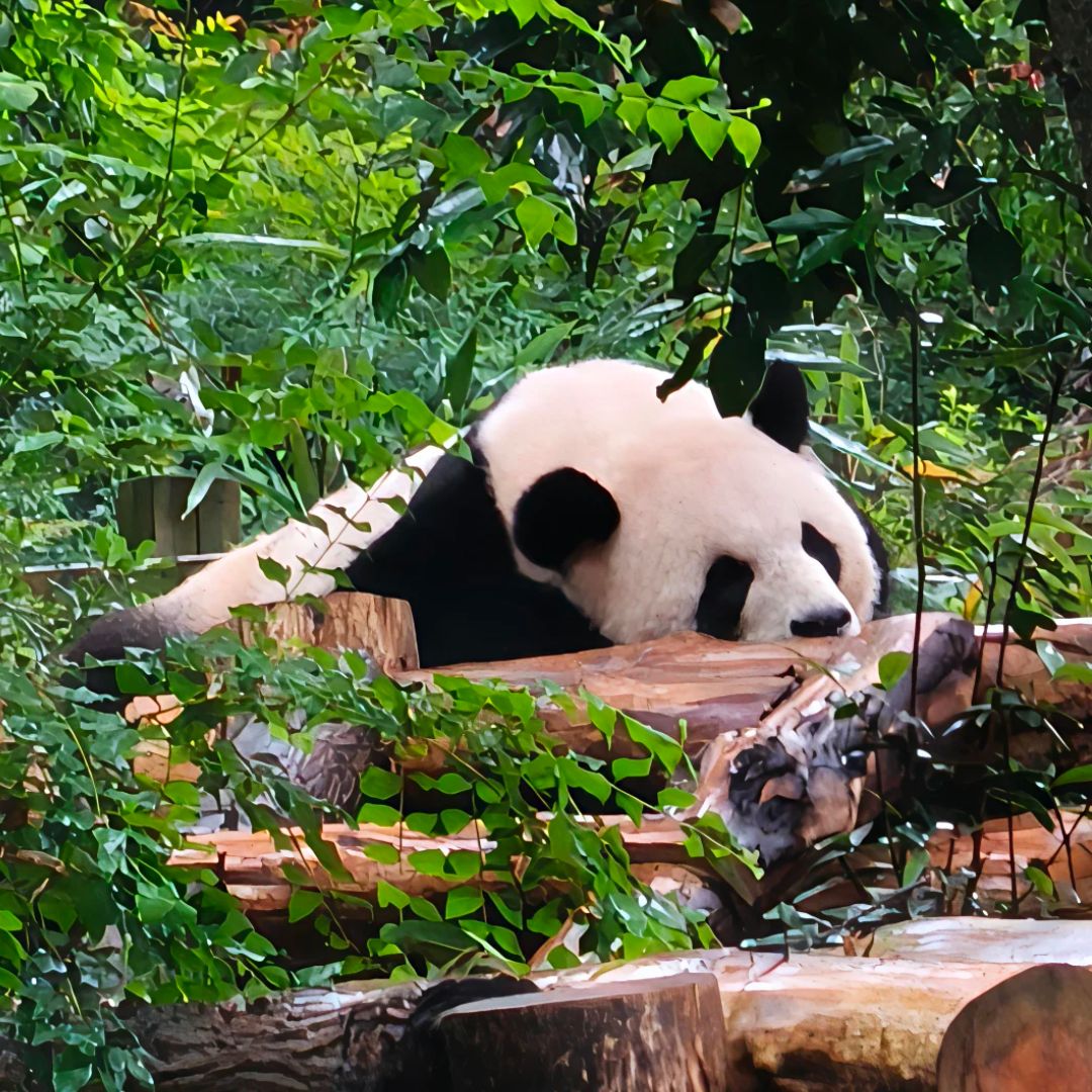 Chengdu Panda Base