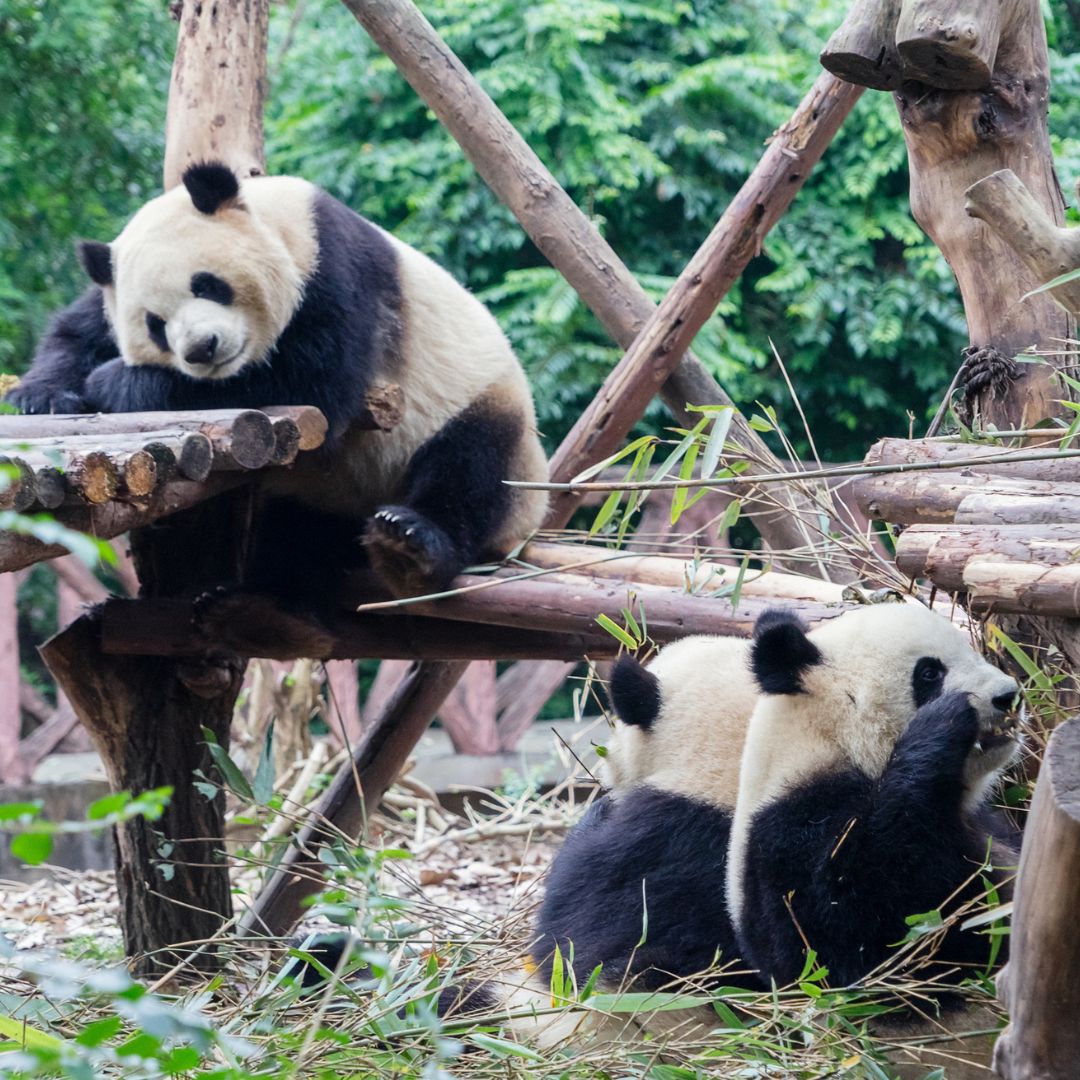 Chengdu Panda Base